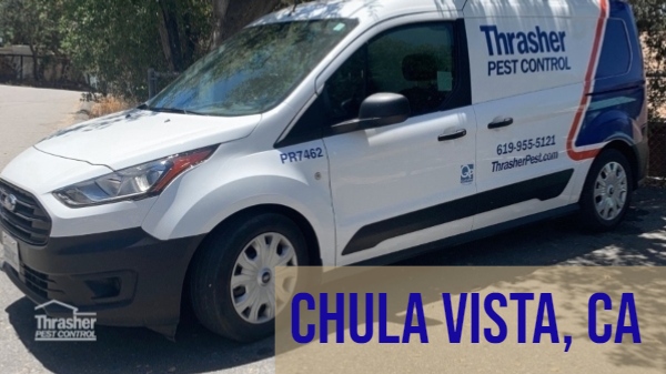 Pest Control Service in Chula Vista, CA - Thrasher Pest Control